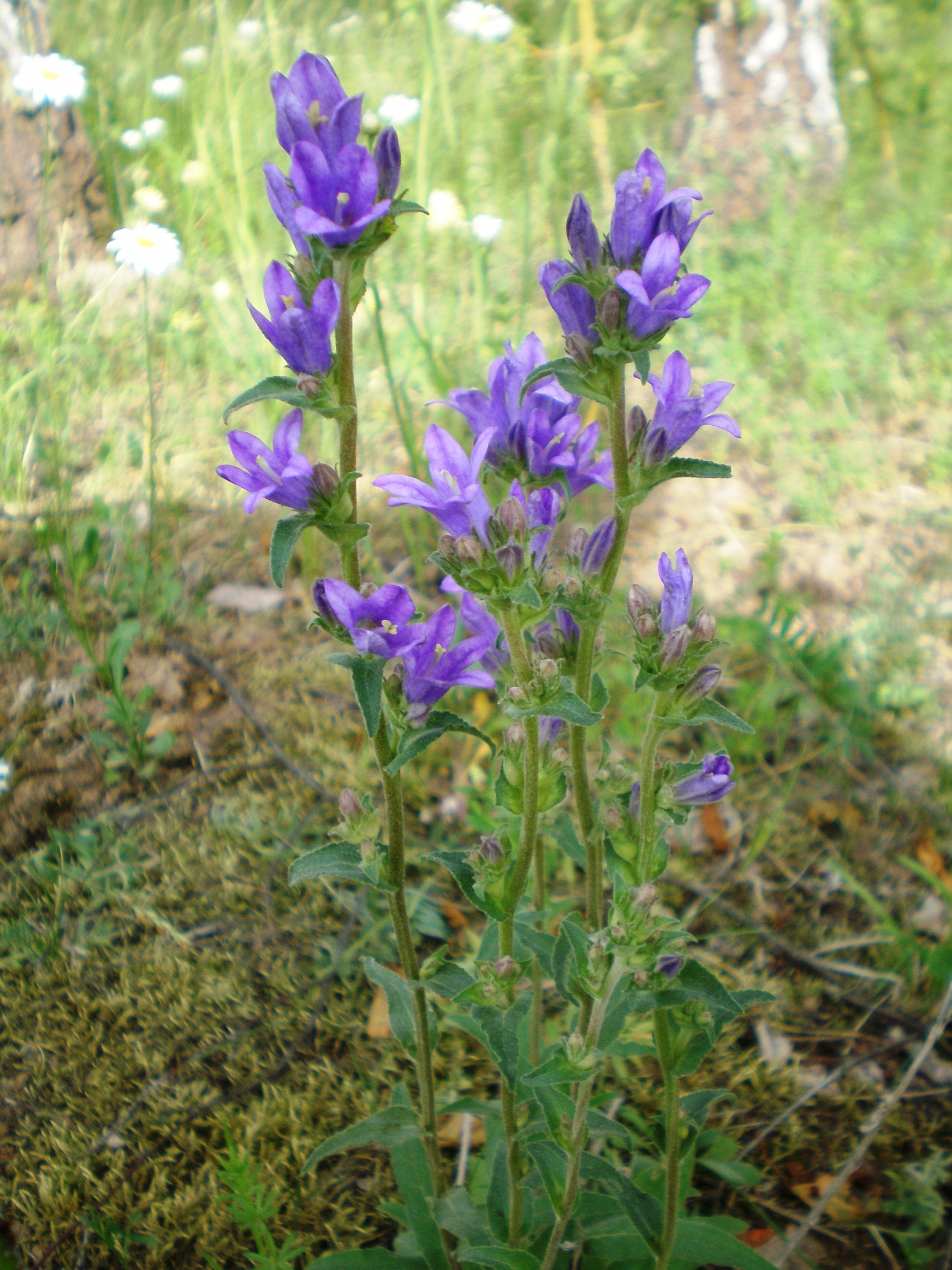 Campanula glomerata
